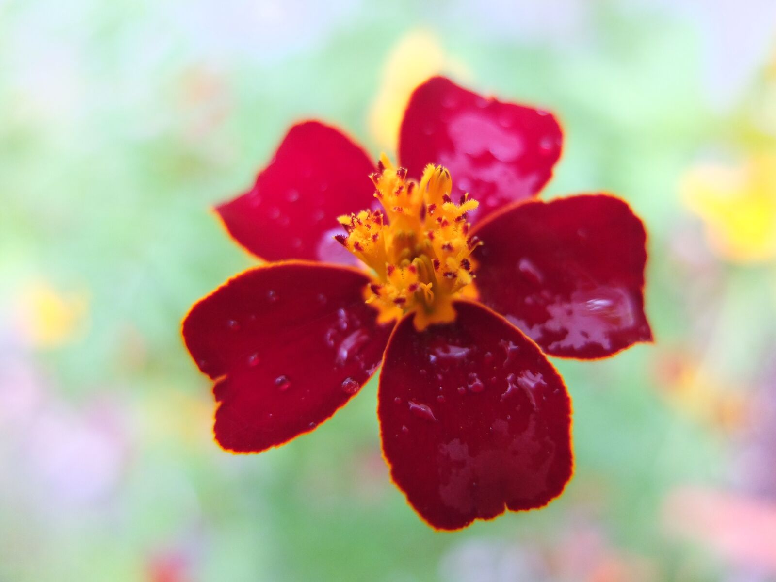 Fujifilm X10 sample photo. Marigold, blossom, bloom photography