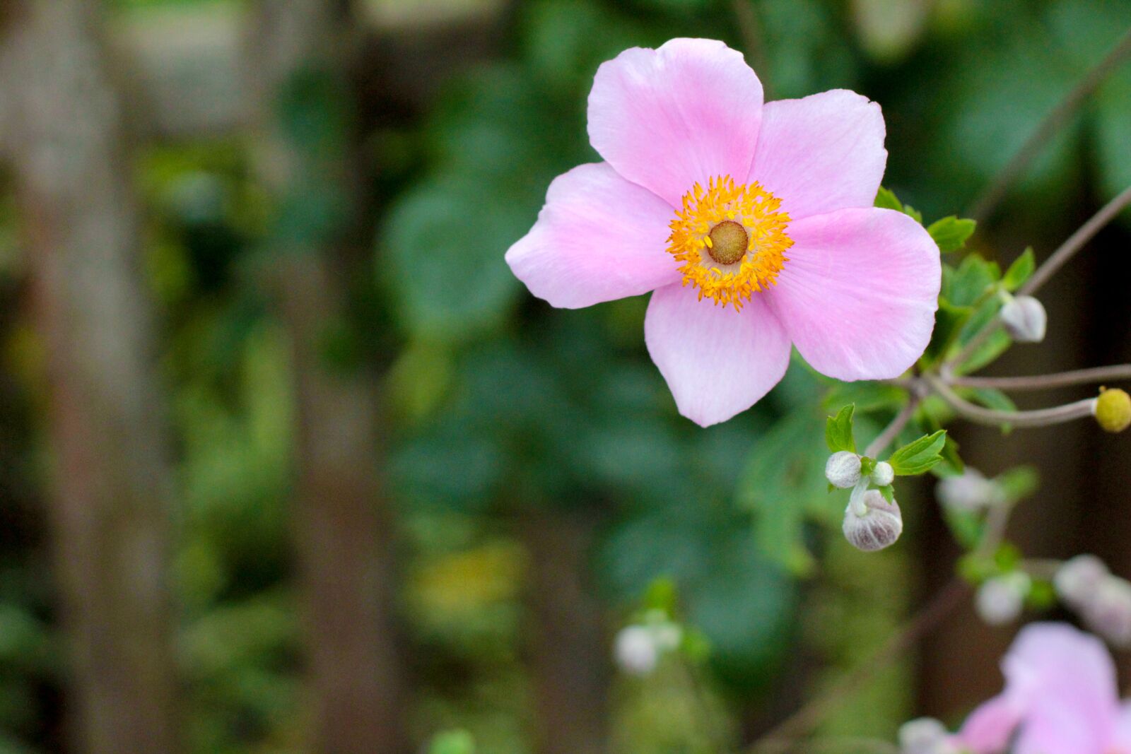 Canon EF 50mm F1.4 USM sample photo. Anemone, blossom, bloom photography