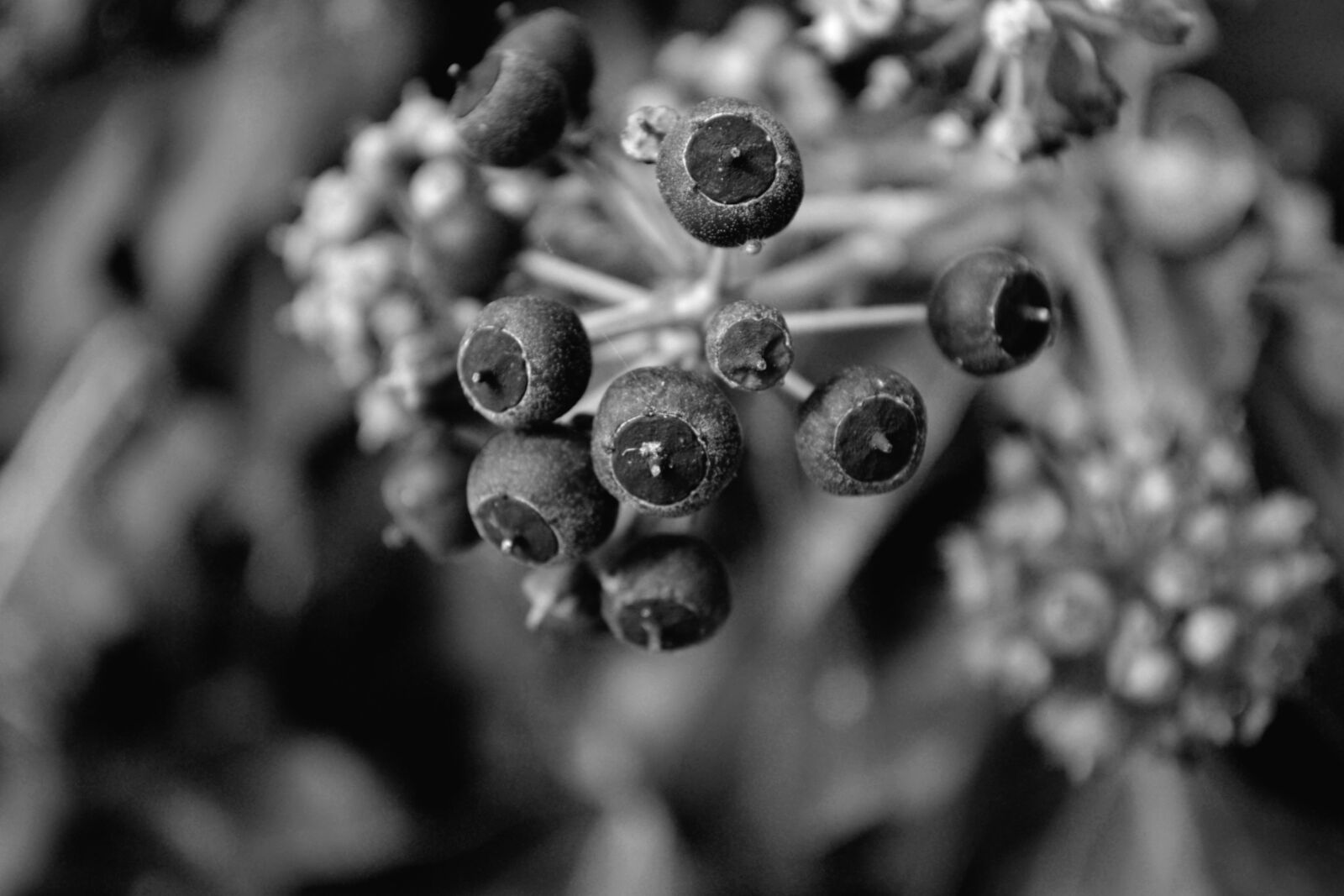 Nikon D3100 sample photo. Plant, nature, open photography