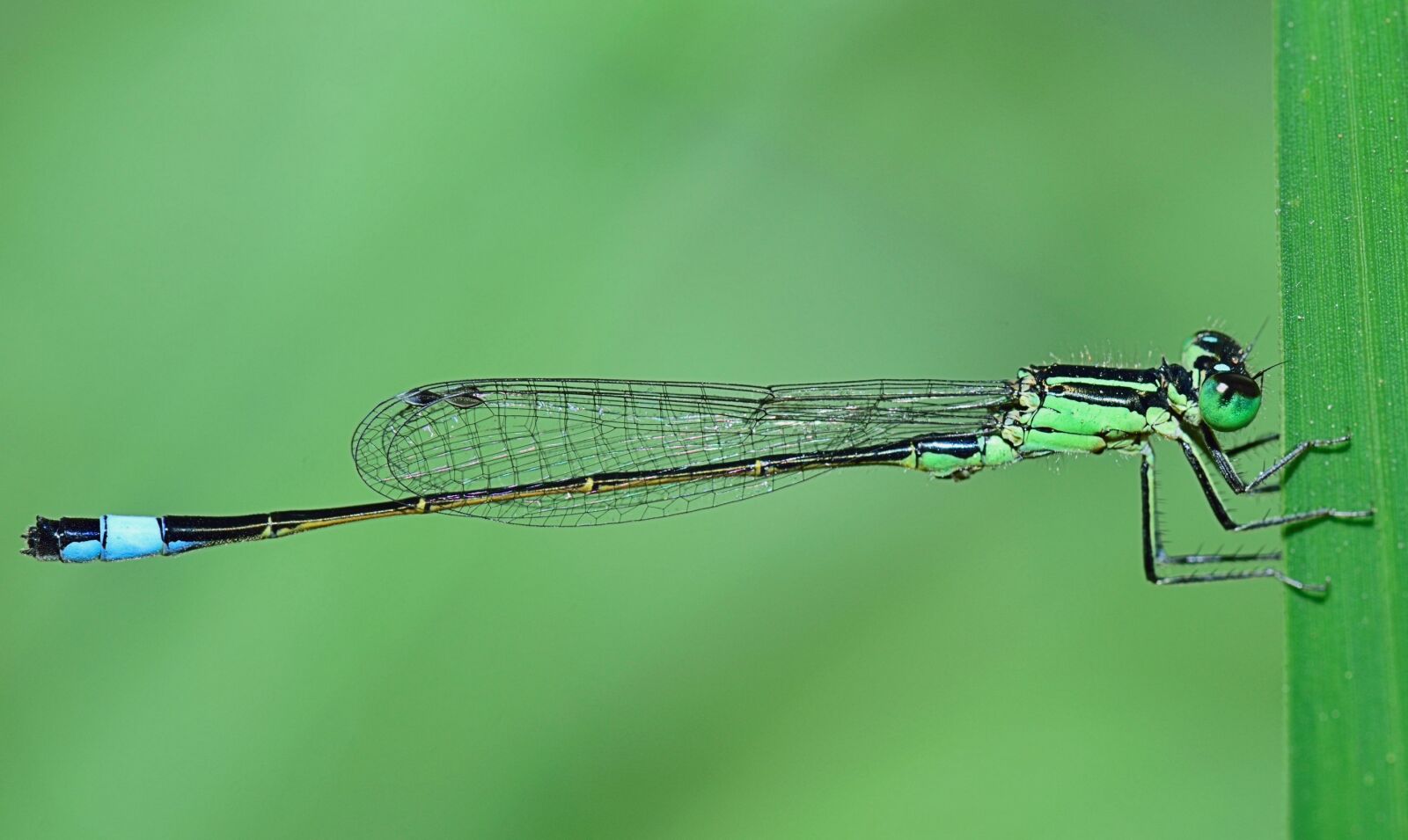 Nikon D5300 sample photo. Nature, damselfly, winged insect photography