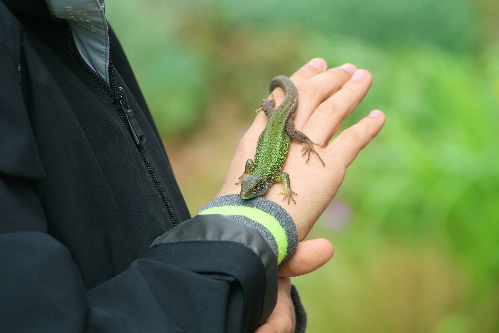 Canon EOS 400D (EOS Digital Rebel XTi / EOS Kiss Digital X) sample photo. Nature, lizard, animal photography