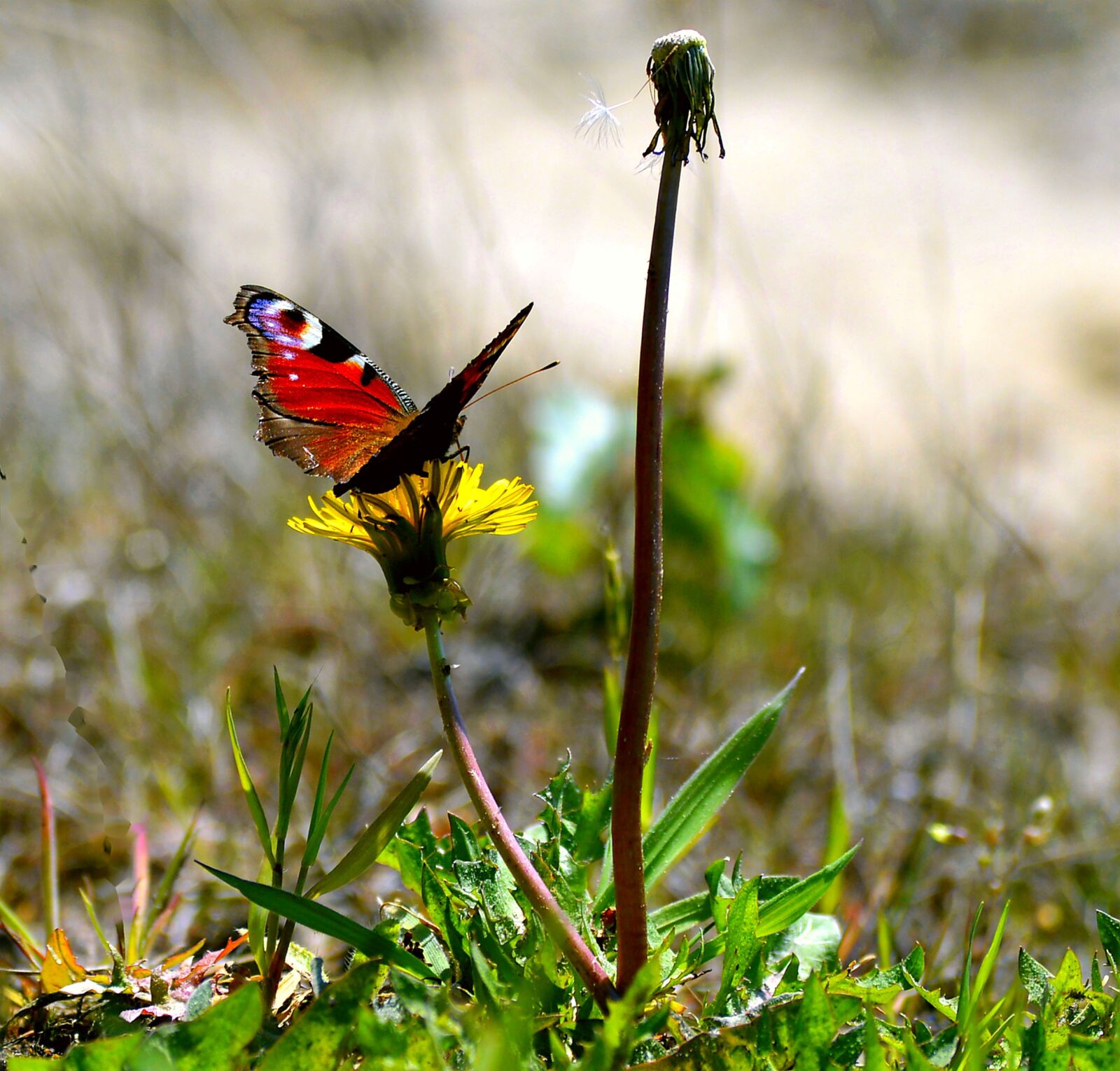 Nikon D3200 sample photo. Butterfly, butterflies, insect photography
