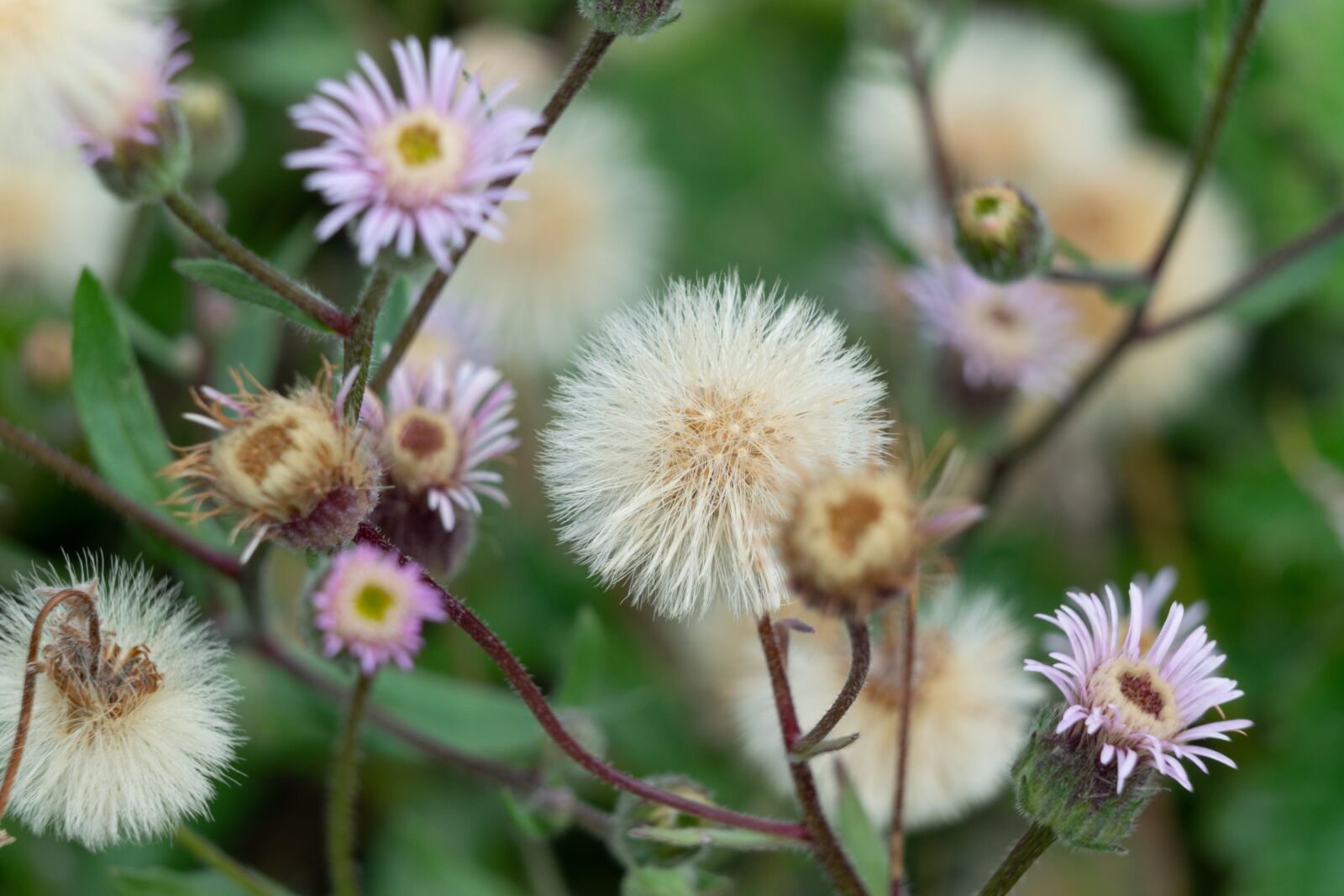 Nikon D3300 sample photo. Flower, nice, blooms at photography