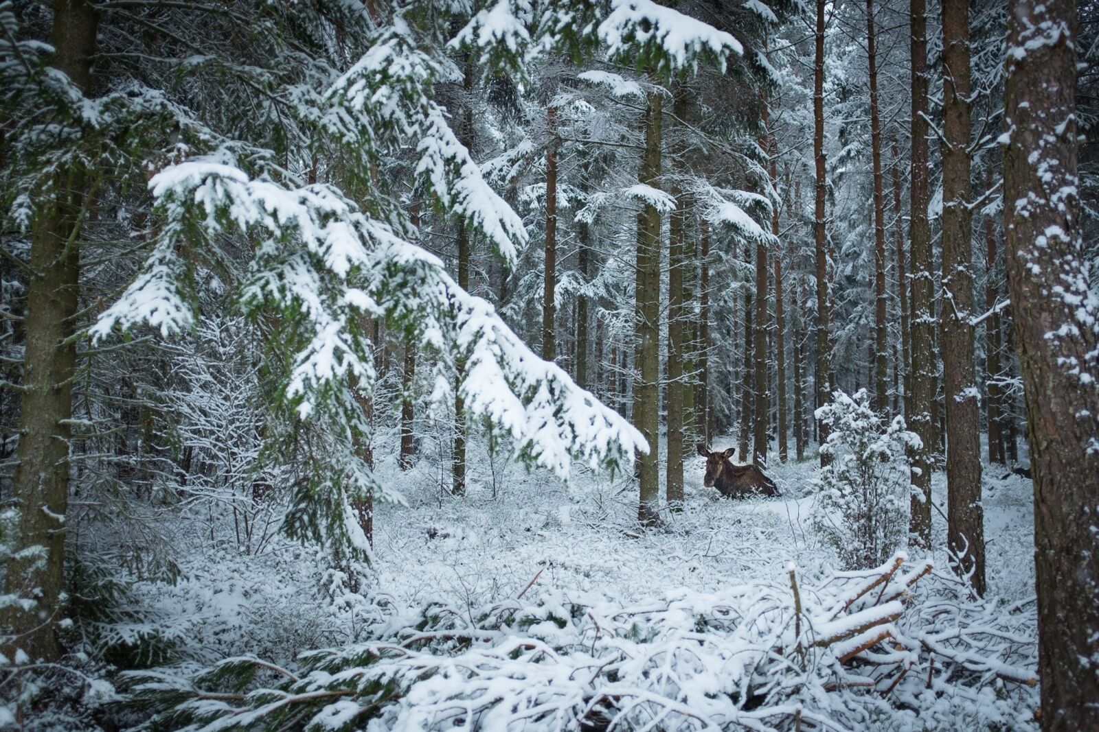 Fujifilm X100S sample photo. Snow, winter, wood photography