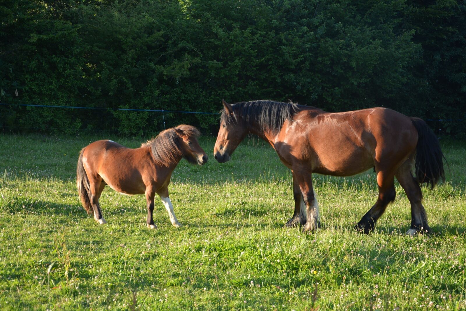 Nikon D5200 sample photo. Horse, pony, pre photography