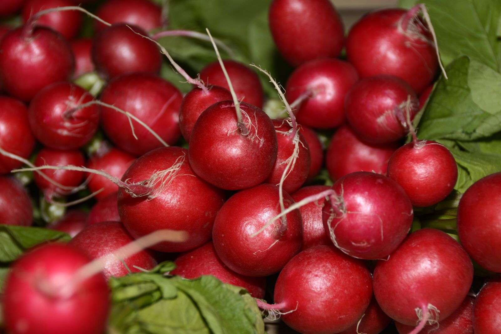 Nikon D7100 sample photo. Radishes, vegetables, healthy photography