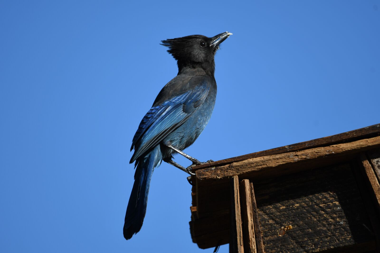 Nikon D500 sample photo. Steller's jay, wild bird photography