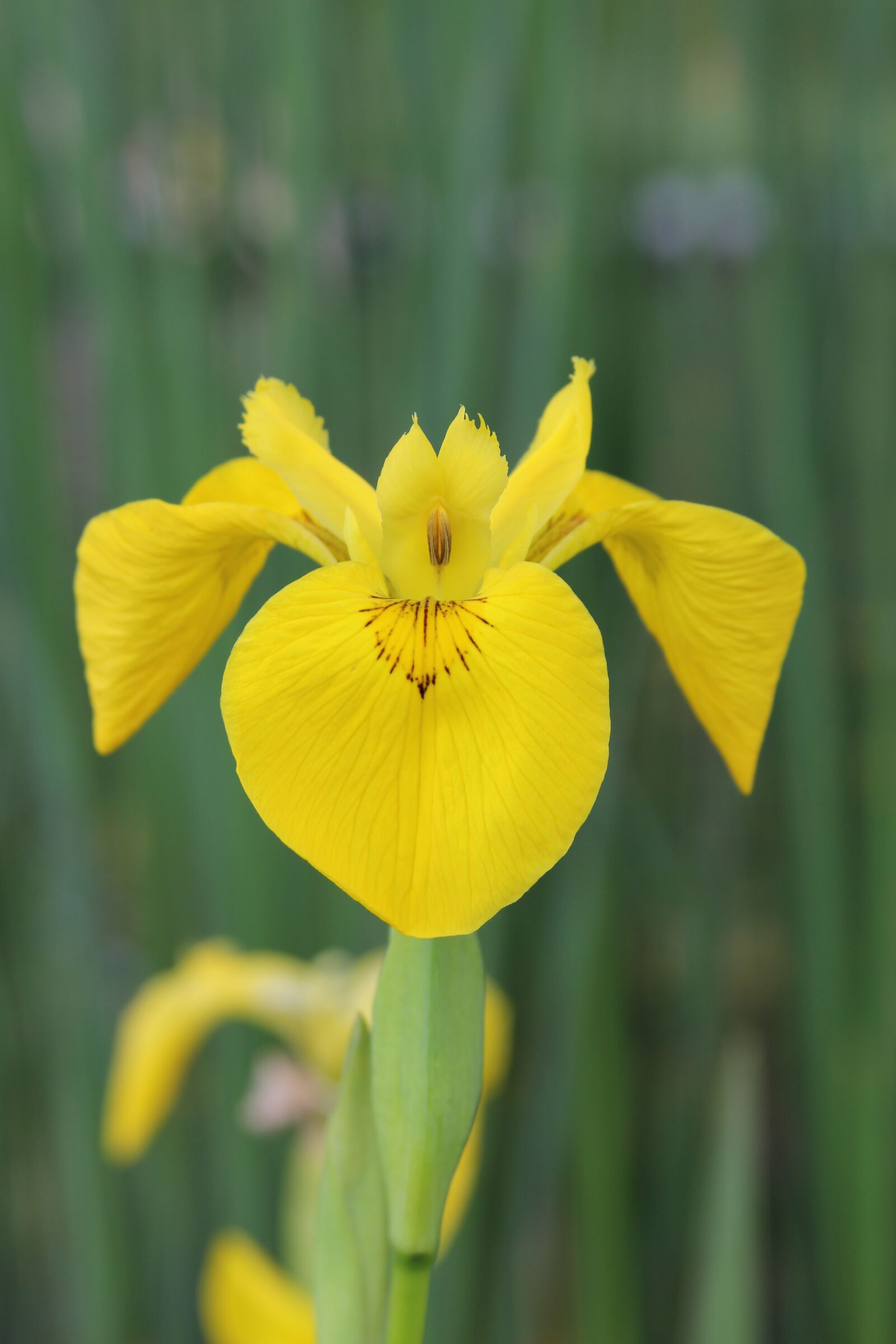 Canon EOS 60D + Canon EF 28-135mm F3.5-5.6 IS USM sample photo. Flower, plant, nature photography