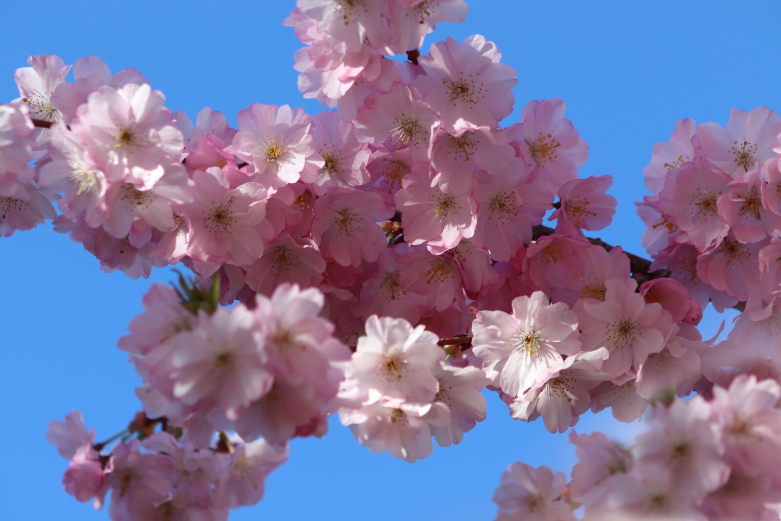 Canon EOS 800D (EOS Rebel T7i / EOS Kiss X9i) sample photo. Flowers, cherry blossom, pink photography