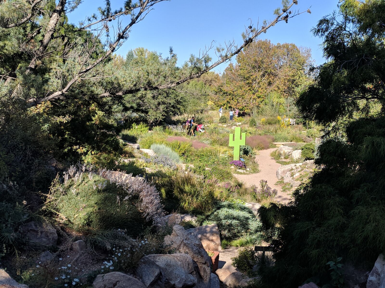 Google Pixel sample photo. Pixel, cactus, garden photography