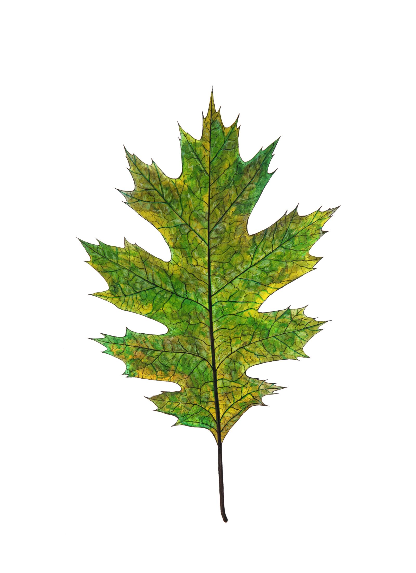 Canon EOS 5D Mark II sample photo. Oak, green, leaf photography