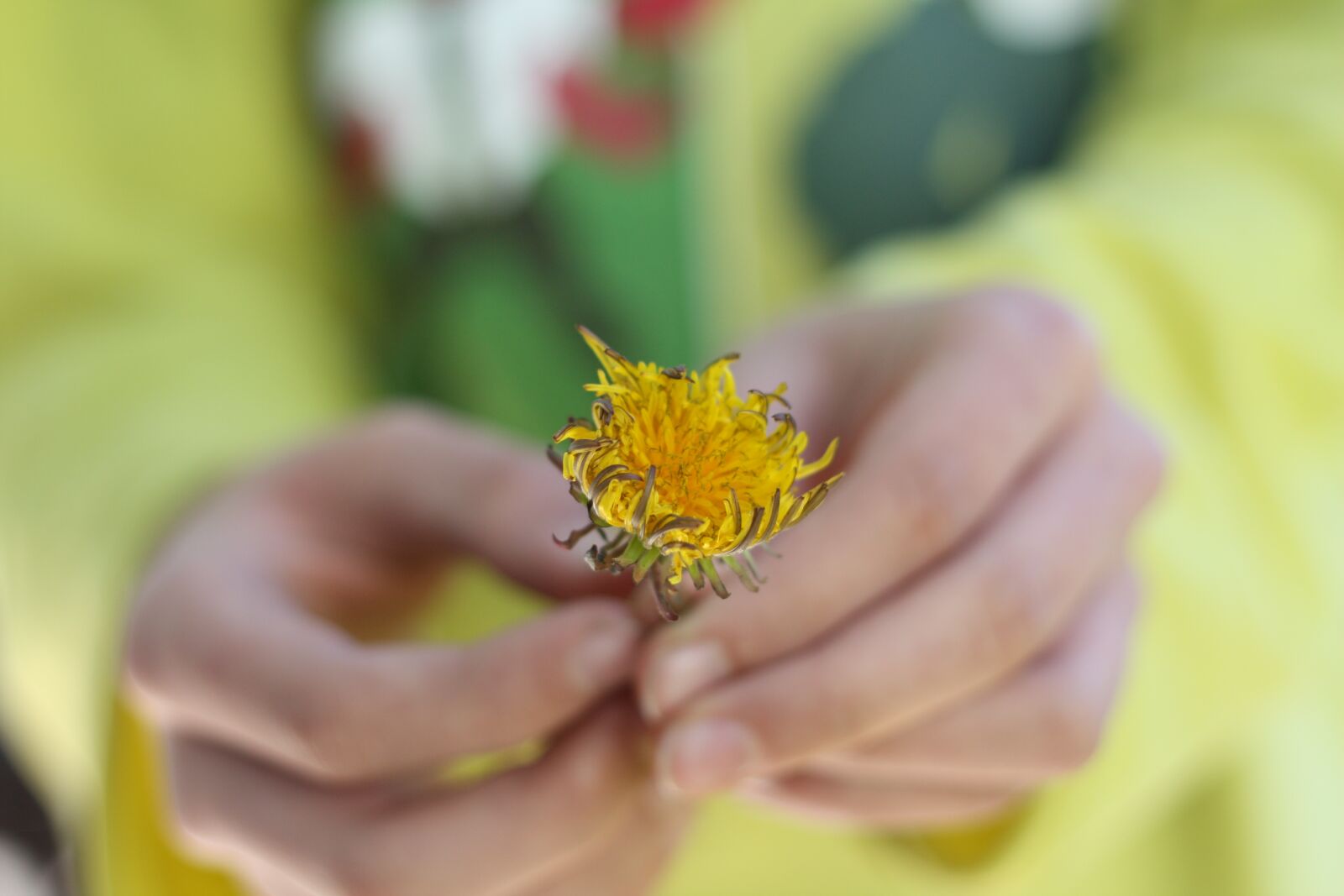Canon EOS 450D (EOS Rebel XSi / EOS Kiss X2) sample photo. Flower, nature, yellow photography