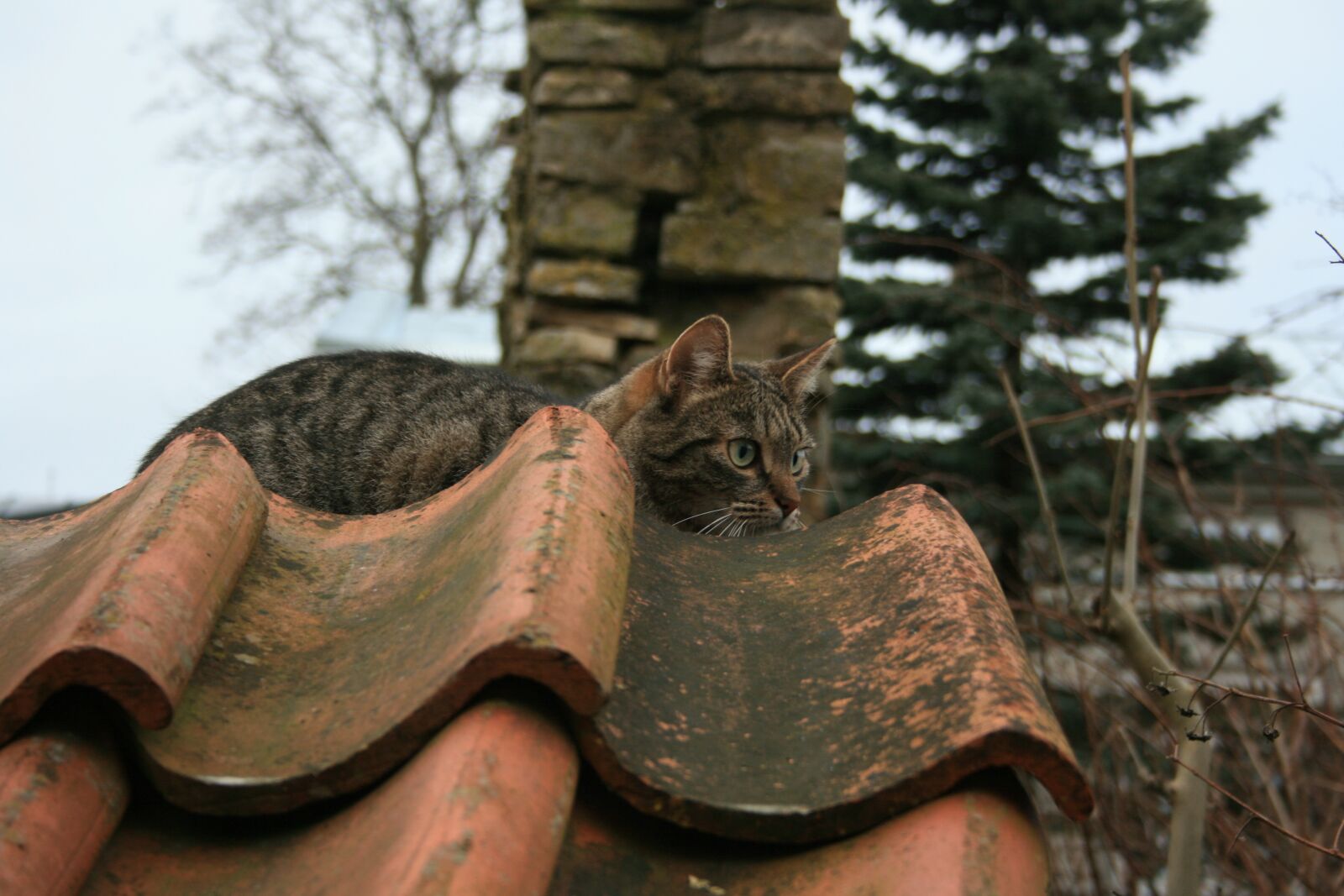 Canon EOS 400D (EOS Digital Rebel XTi / EOS Kiss Digital X) sample photo. Old, one, portrait photography