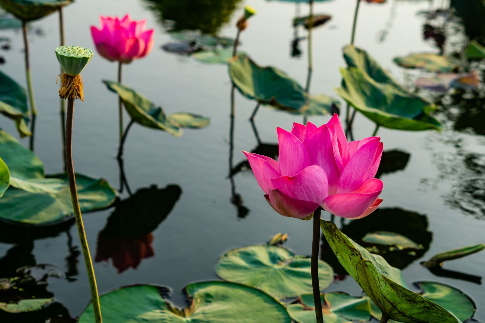 Sony a6000 + E 50mm F1.8 OSS sample photo. Flower, lotus, blooming photography