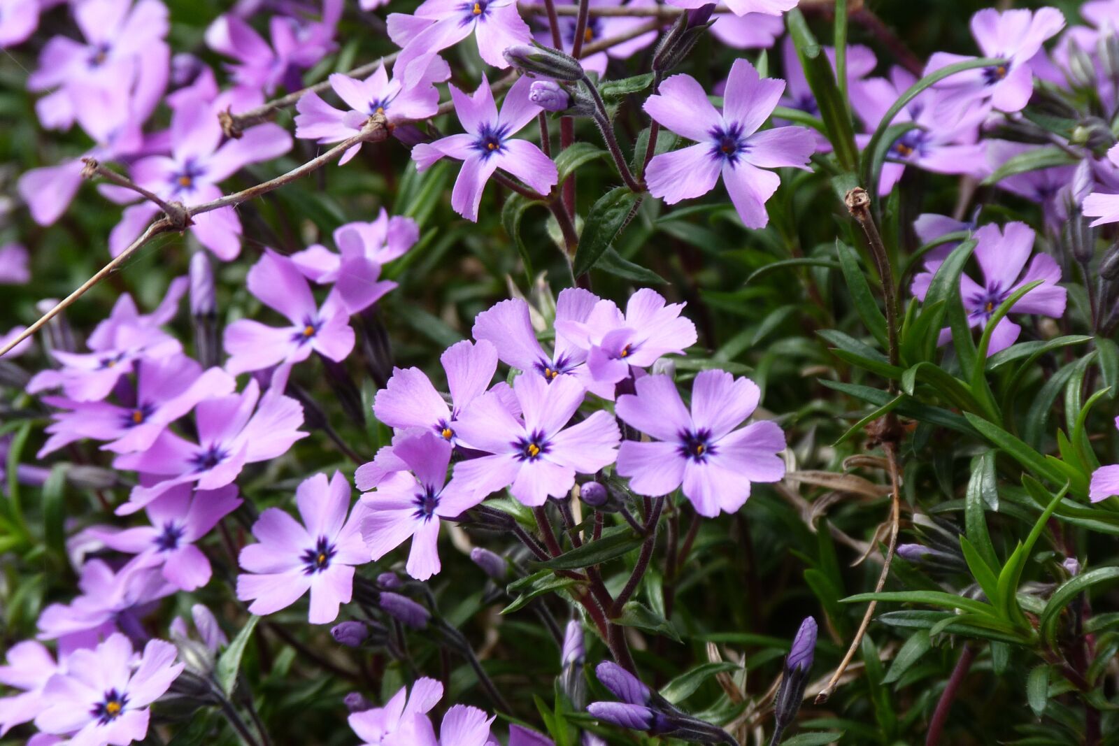 Panasonic Lumix DMC-FZ40 (Lumix DMC-FZ45) sample photo. Phlox, lilac, nature photography