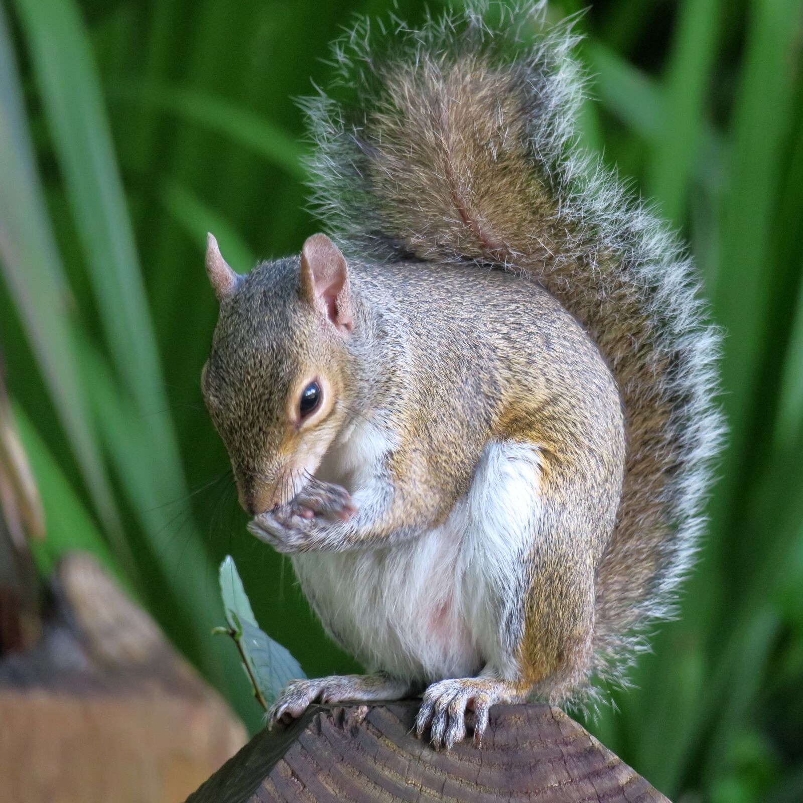 Canon PowerShot G3 X sample photo. Squirrel, bushy tail, rodent photography