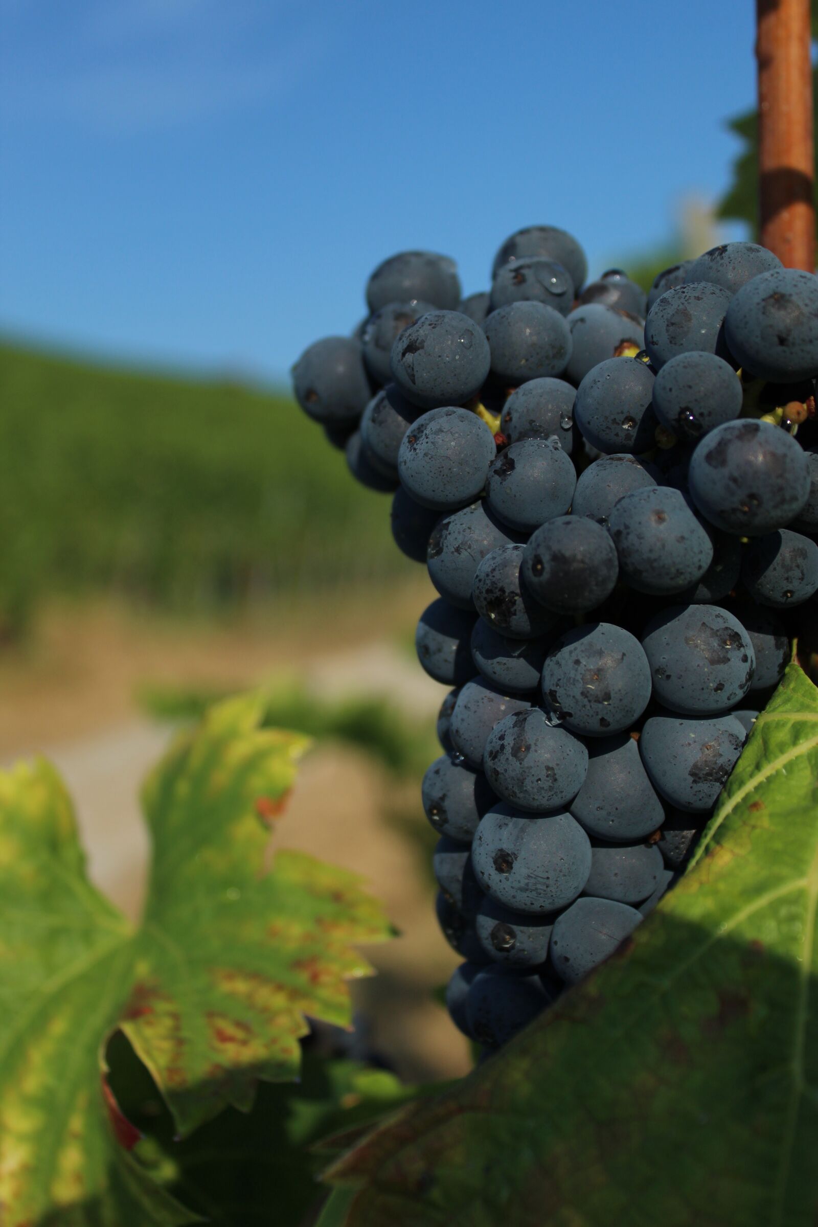 Canon EOS 1300D (EOS Rebel T6 / EOS Kiss X80) sample photo. Grape, close up, wine photography