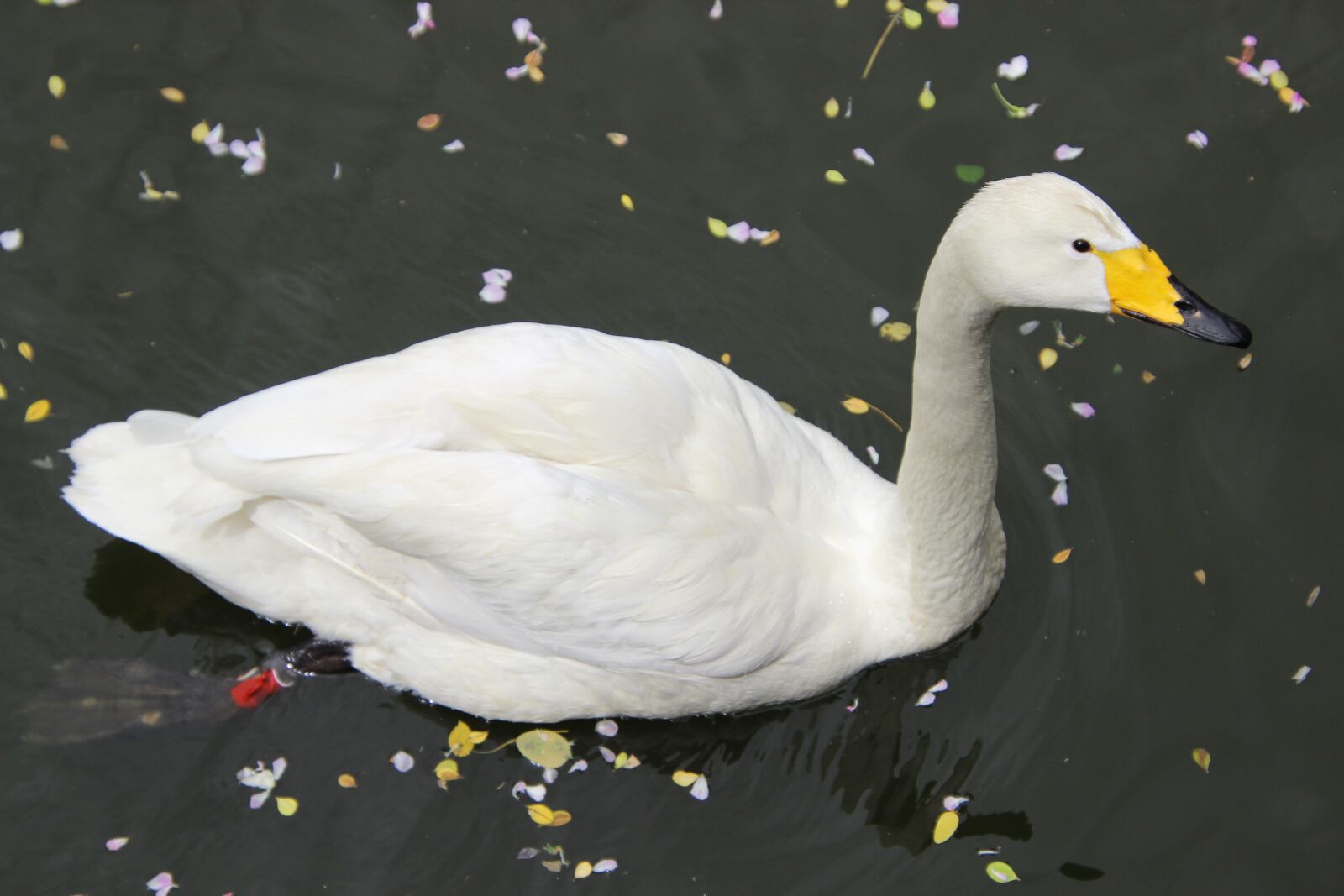 Canon EOS 600D (Rebel EOS T3i / EOS Kiss X5) sample photo. Swan, water bird, bird photography