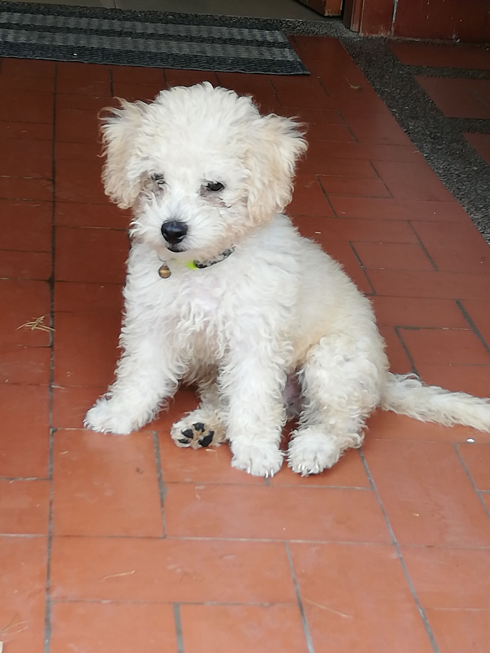 HUAWEI P20 lite sample photo. Cachorro, peludo, tierno photography