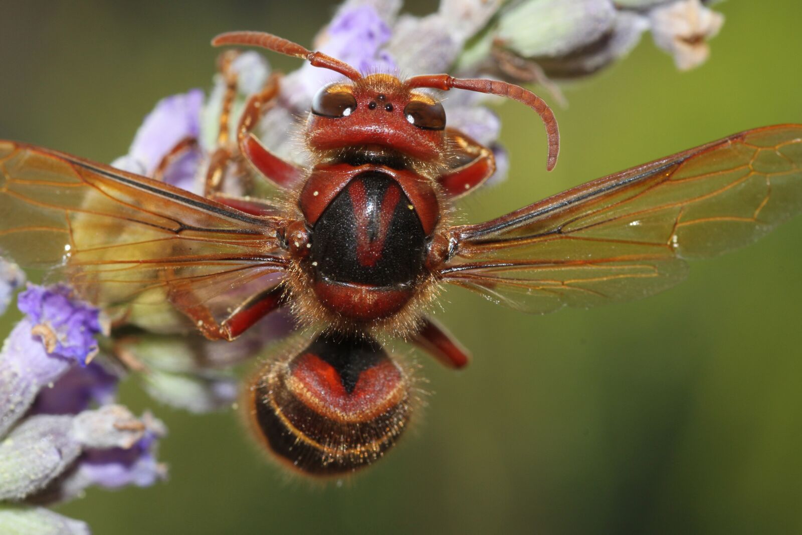 Canon EOS 7D sample photo. Hornet, wasp, insect photography