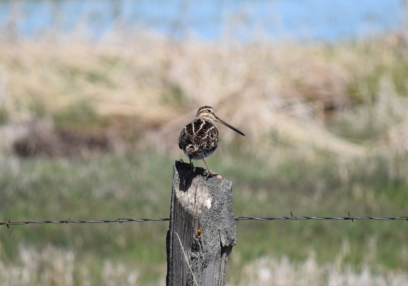 Nikon D3300 sample photo. Bird, snipe, shorebird photography