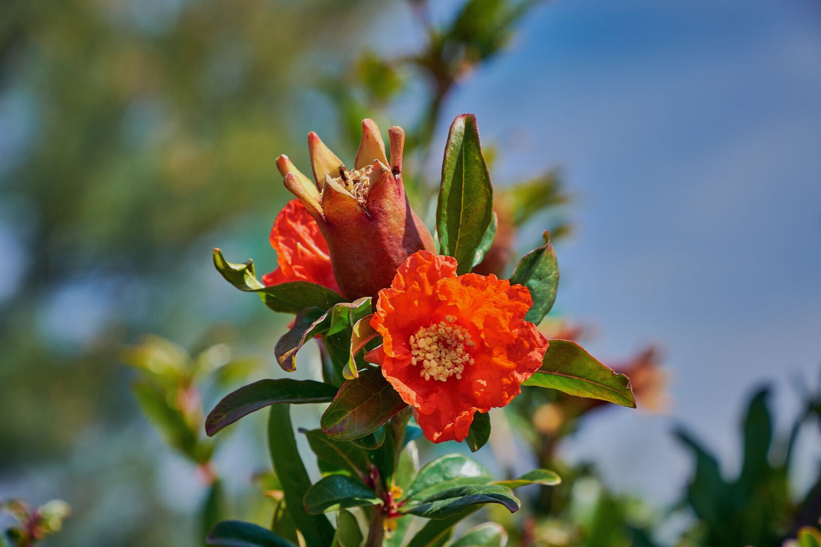 Nikon D7200 sample photo. Flower, color, plant photography