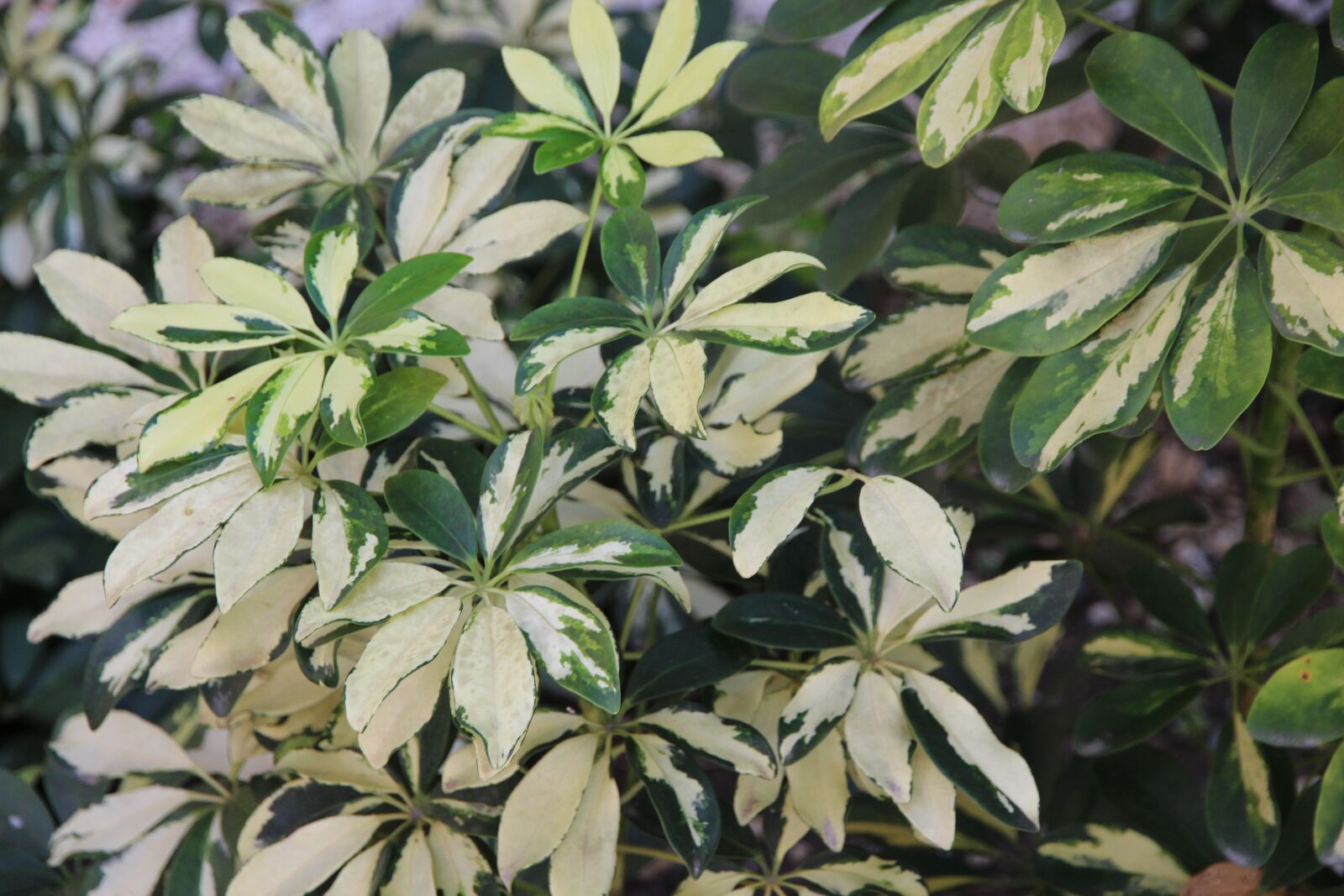 Canon EOS 650D (EOS Rebel T4i / EOS Kiss X6i) sample photo. Schefflera, white-green leaves, leaves photography