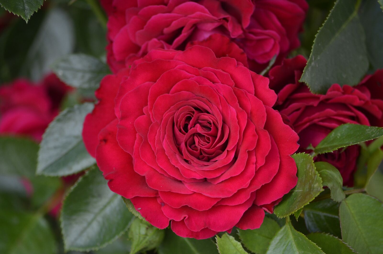 Nikon D5100 sample photo. Garden, roses, red roses photography