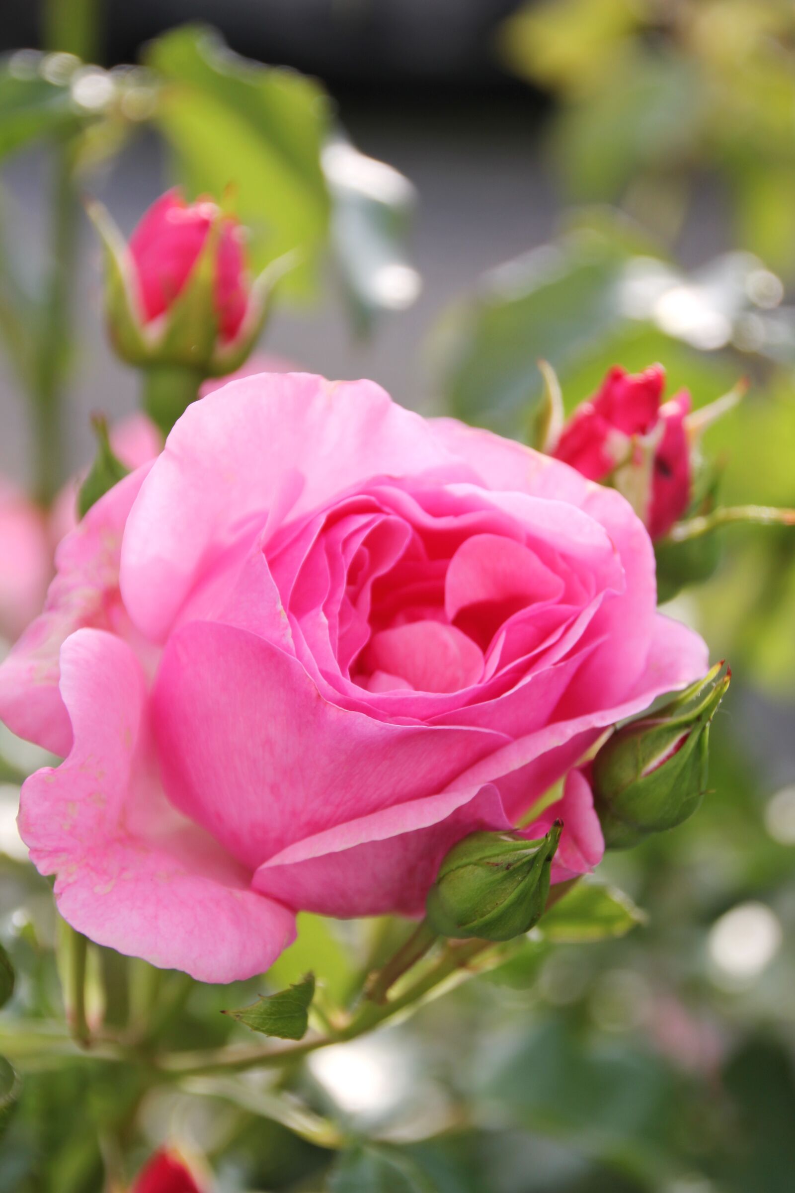 Canon EOS 550D (EOS Rebel T2i / EOS Kiss X4) sample photo. Roses, garden, flower photography