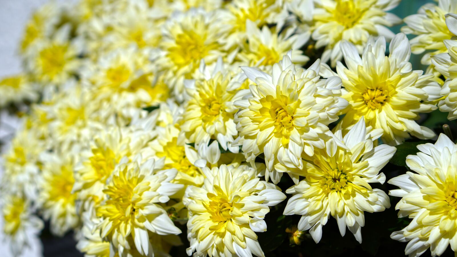 E 50mm F1.8 OSS sample photo. Chrysanthemums, blossom, bloom photography