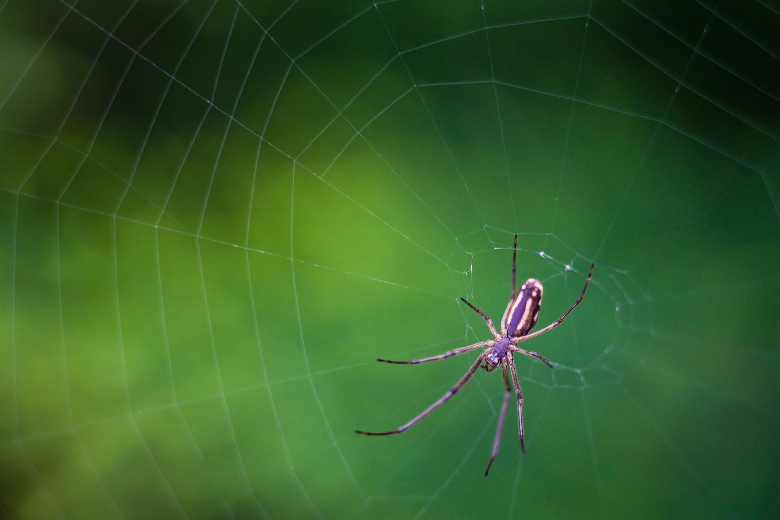 Fujifilm XF 55-200mm F3.5-4.8 R LM OIS sample photo. Spider, hotel, cobweb photography