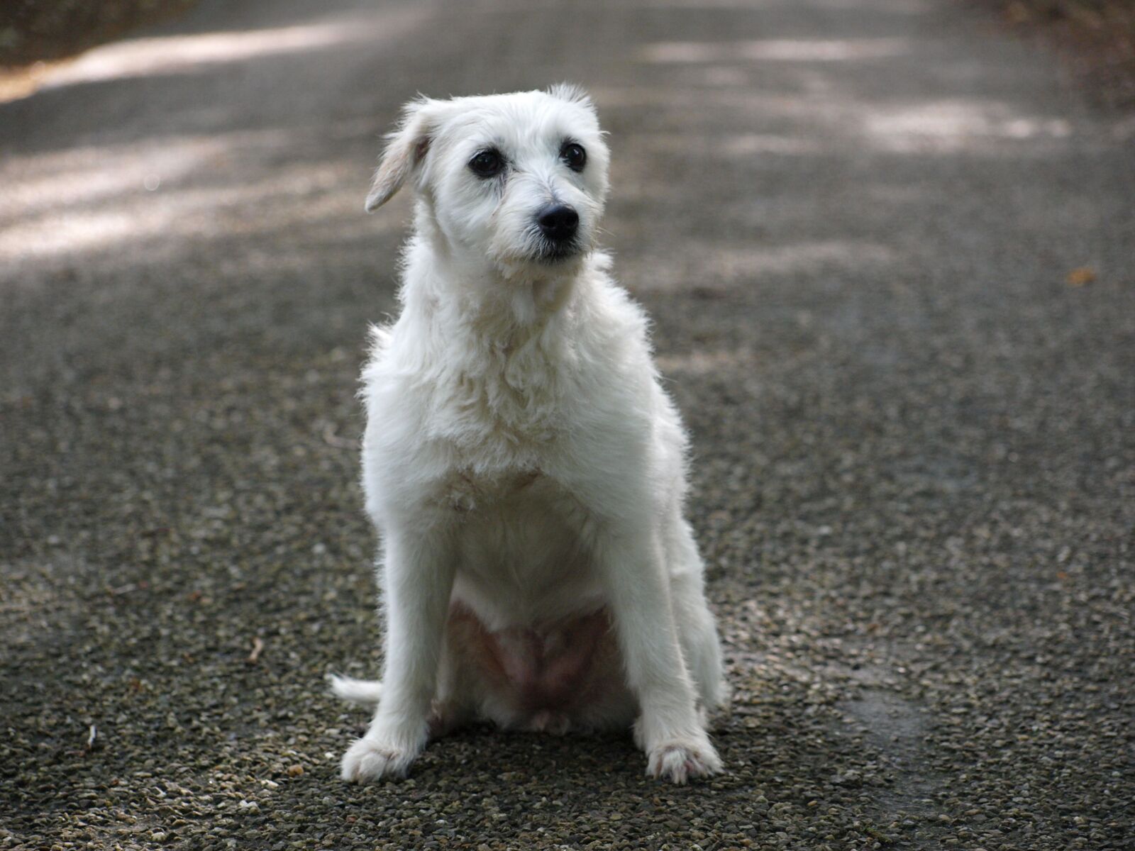 Olympus E-420 (EVOLT E-420) sample photo. Parson russell terrier, terrier photography