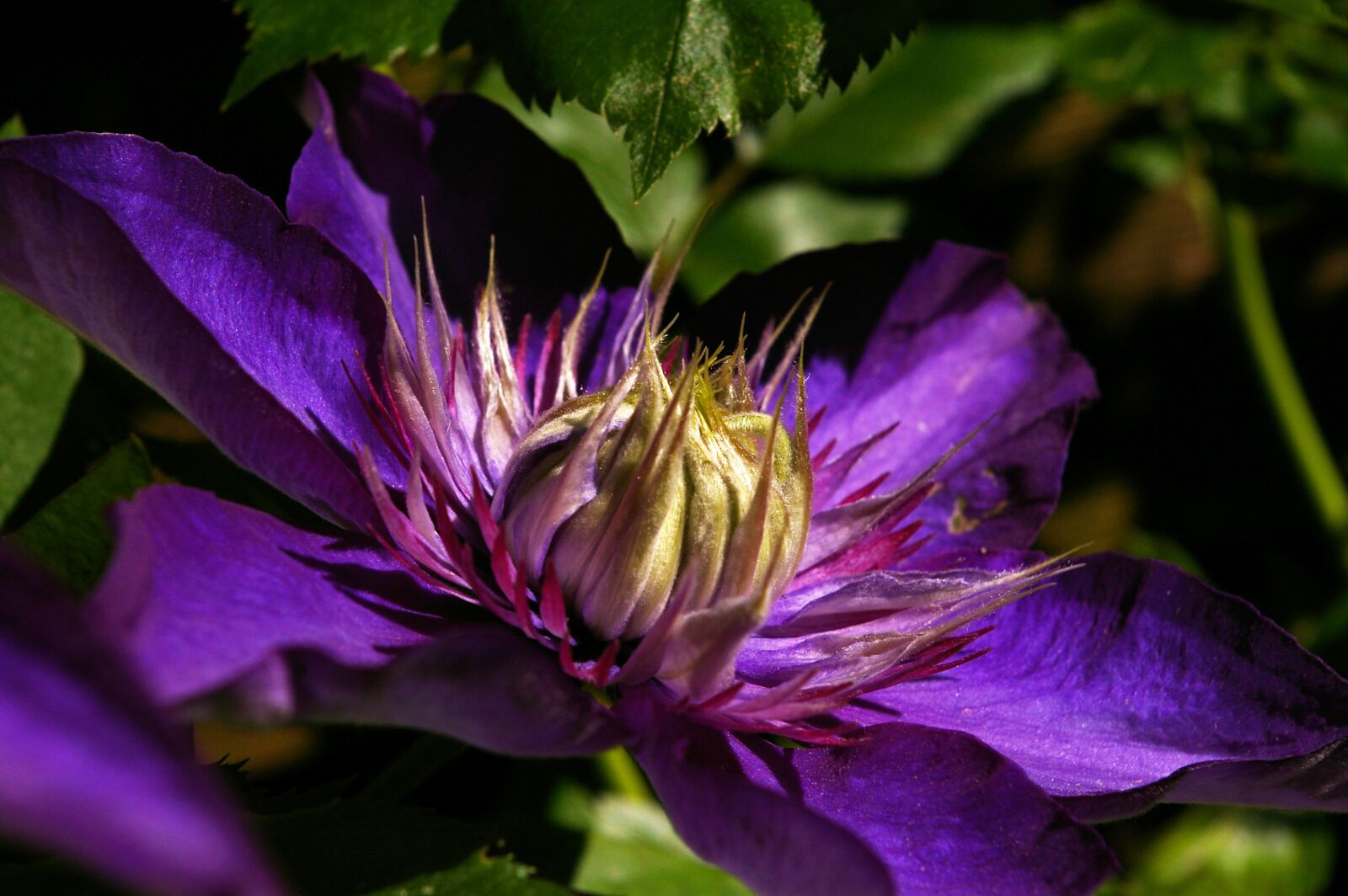 Pentax *ist DL2 sample photo. Clematis, blossom, bloom photography