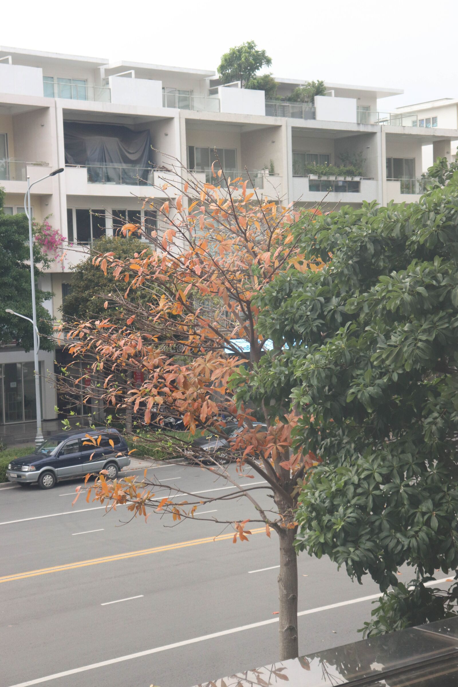 Canon EOS 800D (EOS Rebel T7i / EOS Kiss X9i) sample photo. Tree, summer, green photography