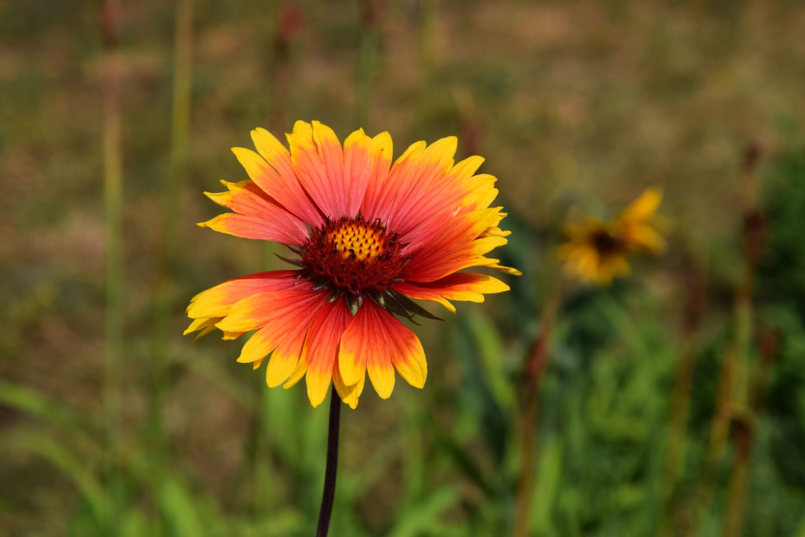 Nikon D5300 sample photo. Garden, summer, flower photography