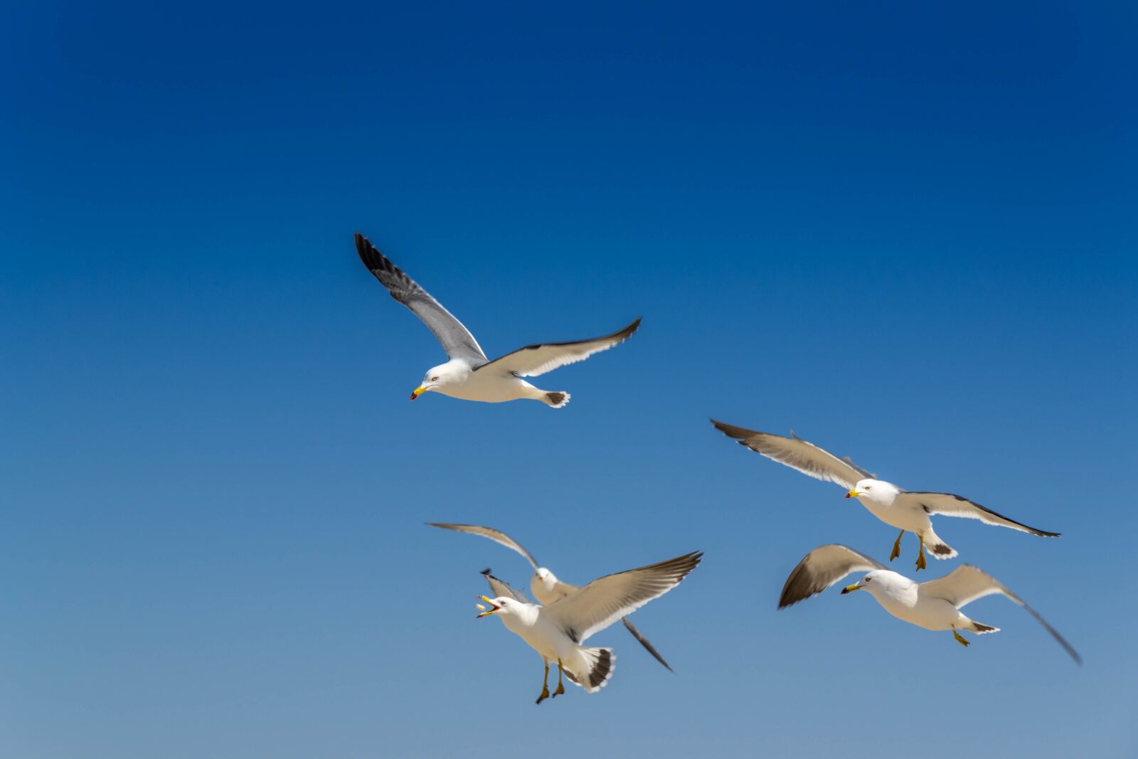 Nikon D3100 sample photo. Seagull, haeundae beach, sea photography