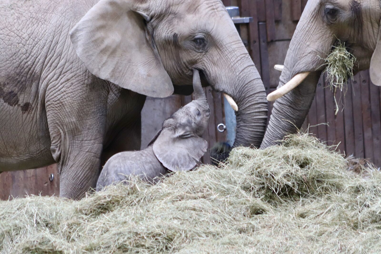 Canon EOS 800D (EOS Rebel T7i / EOS Kiss X9i) sample photo. Elephant, african, baby elephant photography
