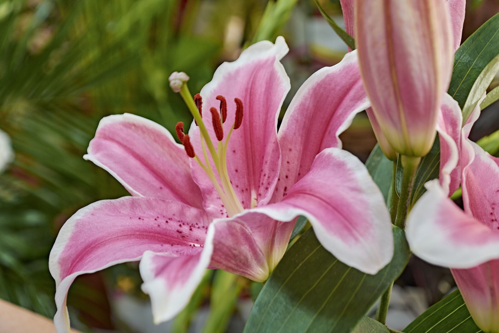 Nikon D7200 sample photo. Flower, garden, plant photography