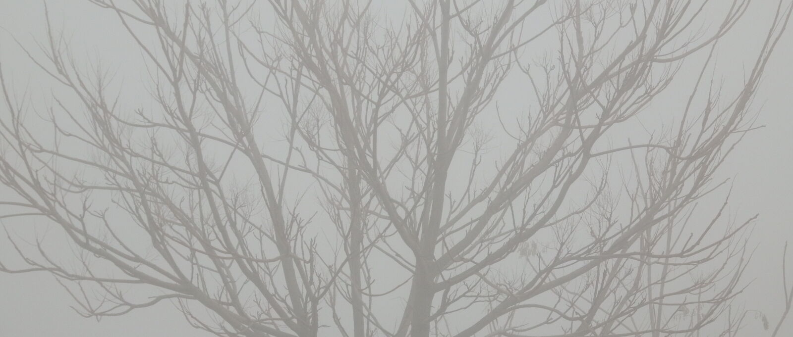Fujifilm FinePix S1 sample photo. Brances, branch, fog, tree photography