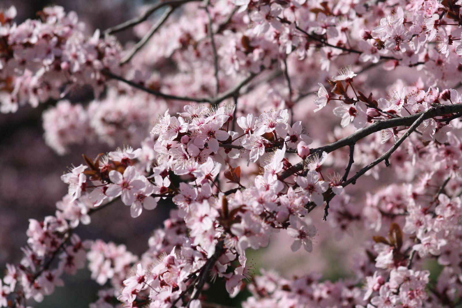 Canon EOS 1000D (EOS Digital Rebel XS / EOS Kiss F) sample photo. Cherry, tree, flower photography
