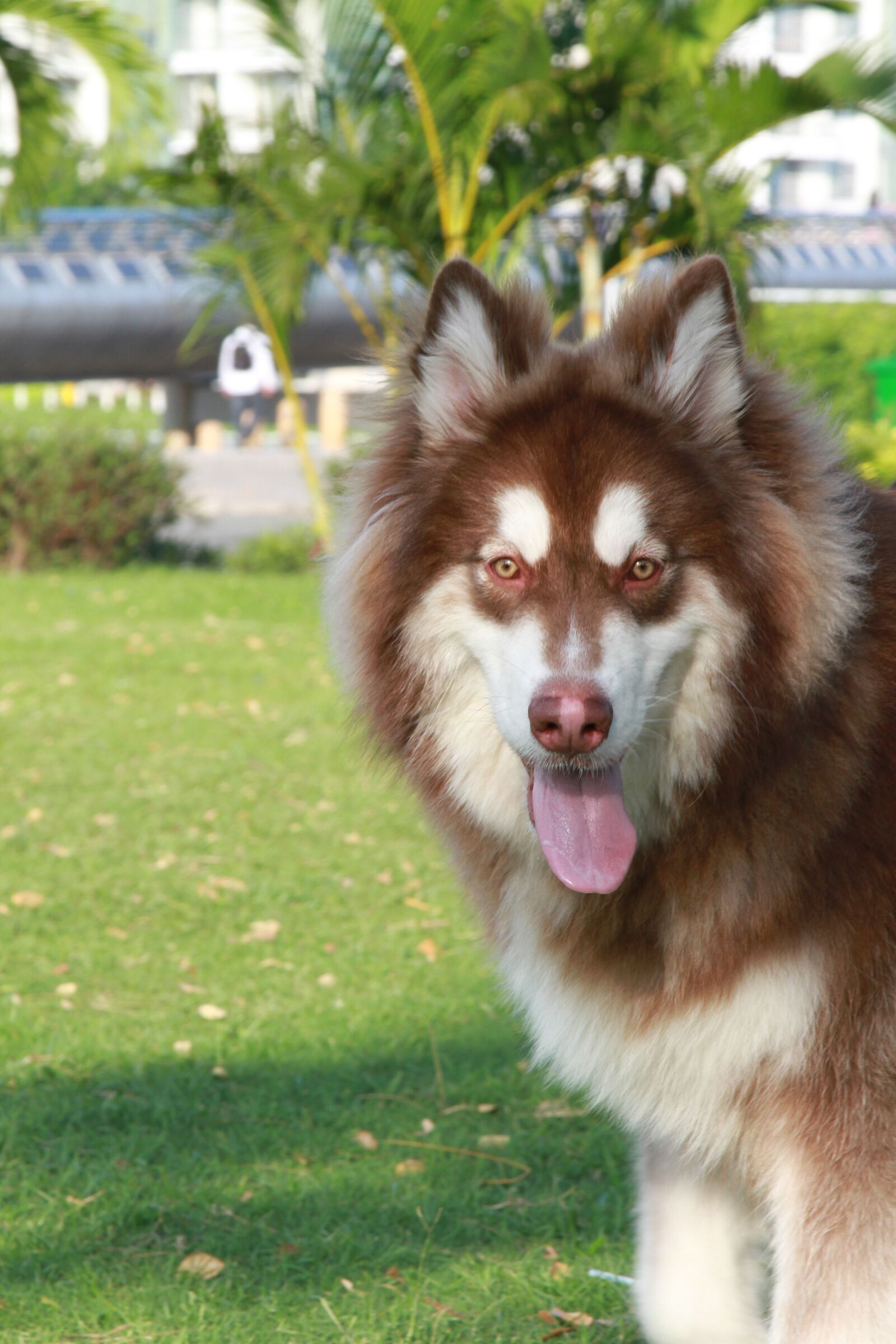 Canon EOS 7D sample photo. Dog, park, animal photography