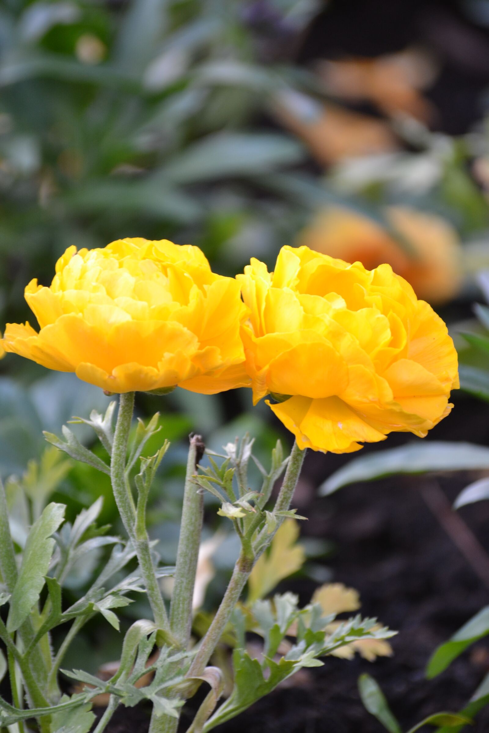 Nikon D3100 sample photo. Flower, yellow, close up photography
