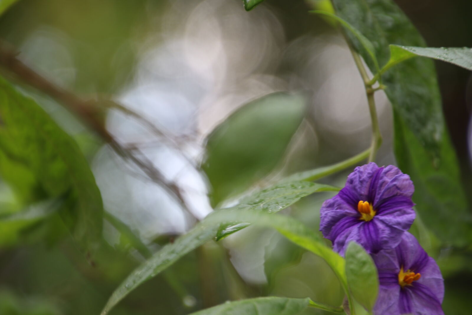 Canon EOS 7D Mark II sample photo. Flowers, garden, green, grow photography