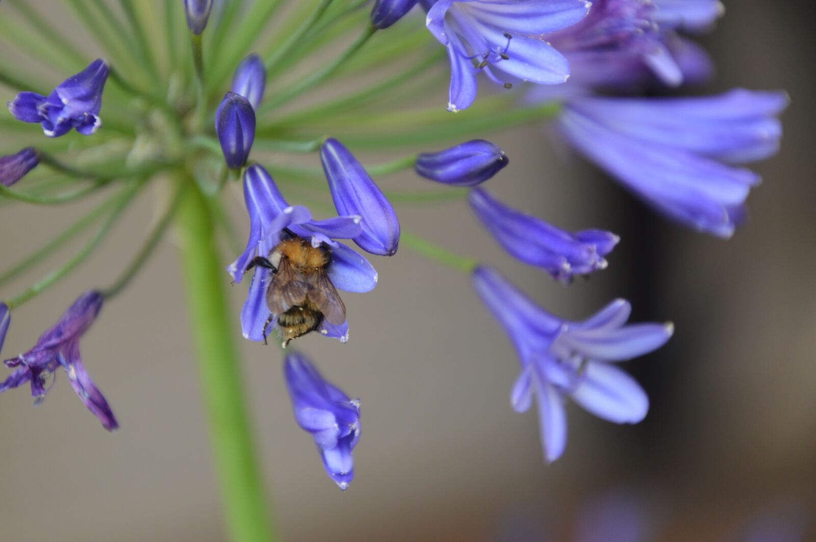 Nikon D3200 sample photo. Bee, blossom, bloom photography