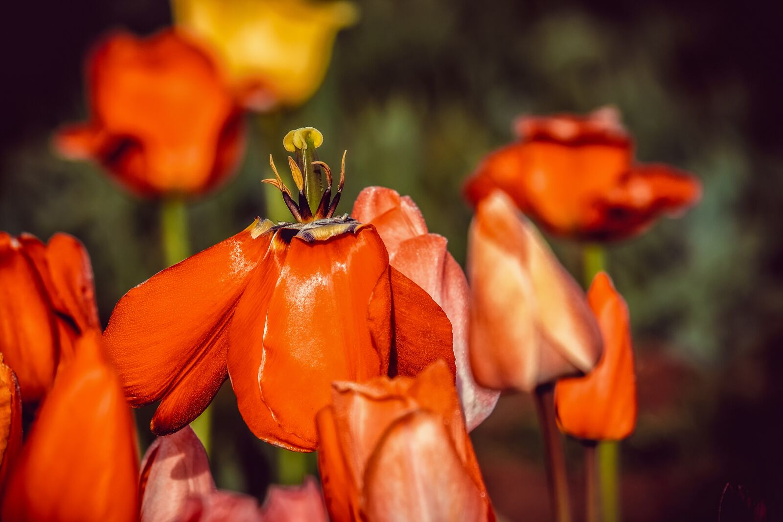 Fujifilm XF 55-200mm F3.5-4.8 R LM OIS sample photo. Tulip, faded, flower photography