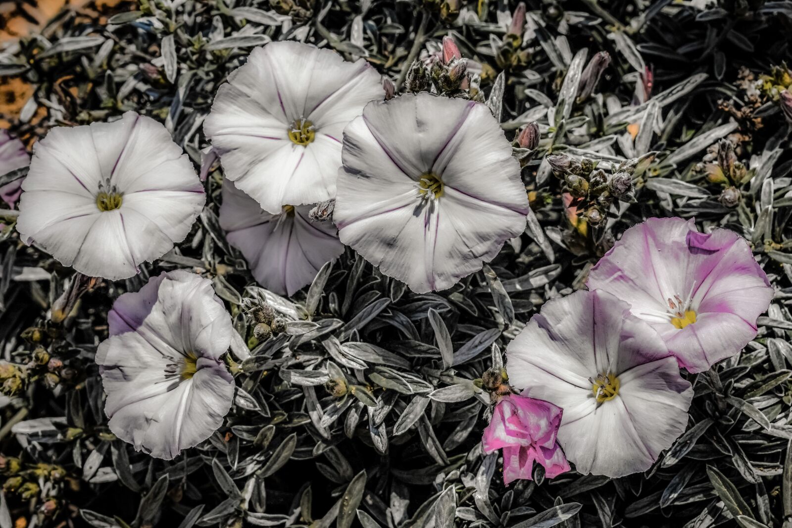 Nikon D3300 sample photo. Wildflower, white, flower photography