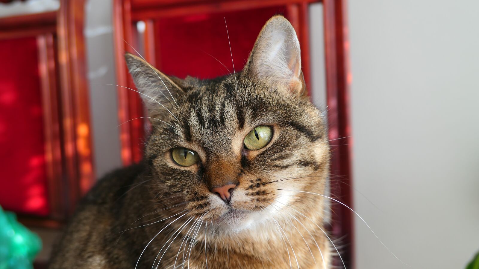 Panasonic Lumix DMC-LX10 (Lumix DMC-LX15) sample photo. Cat, dachowiec, tiger photography