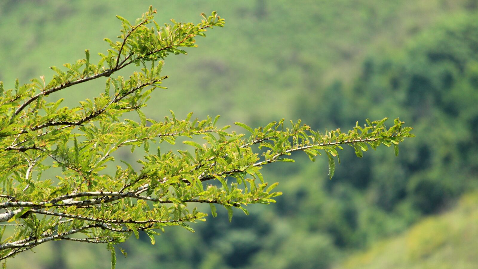 Canon EOS 1300D (EOS Rebel T6 / EOS Kiss X80) sample photo. Tree, nature, season photography