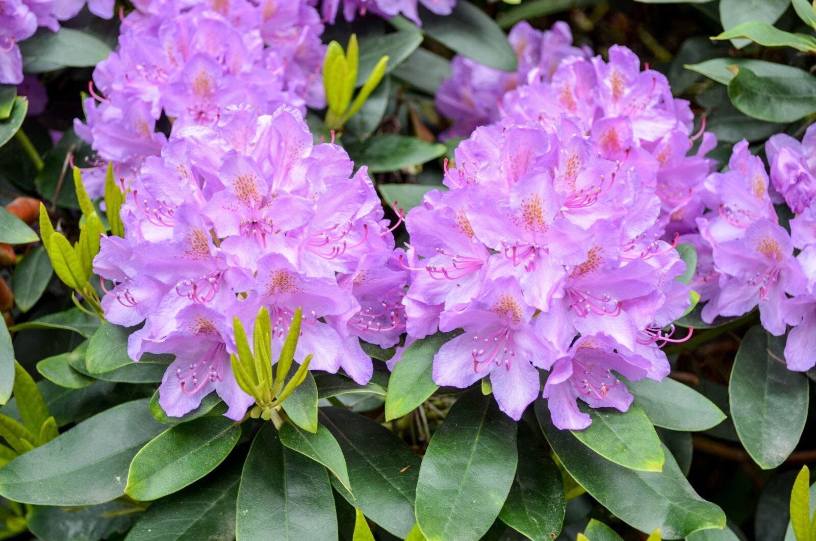 Nikon D5100 sample photo. Flower, nature, garden photography