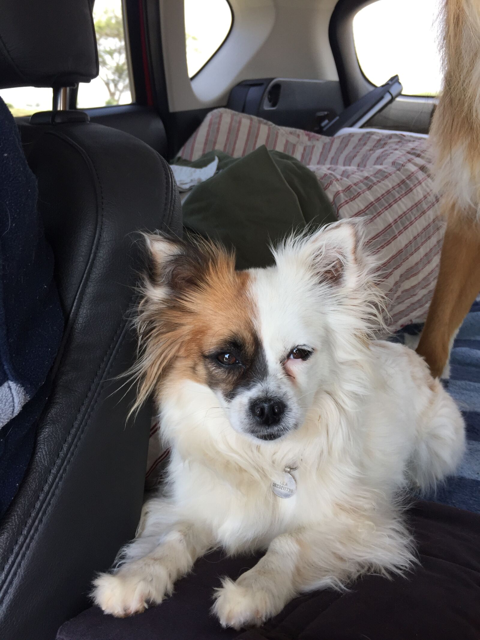 Apple iPhone 6 sample photo. Cute, dog, sitting photography